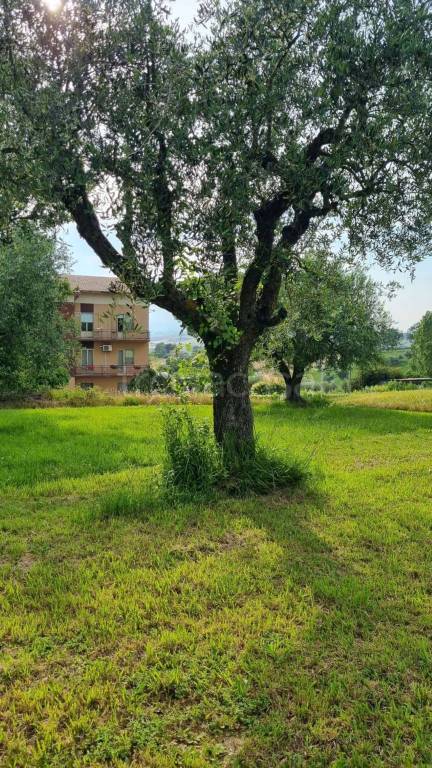 immagine annuncio 5 di 6