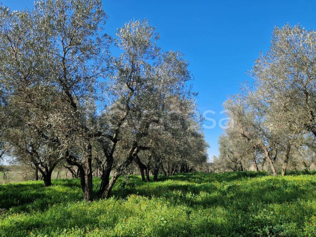 immagine annuncio 3 di 4