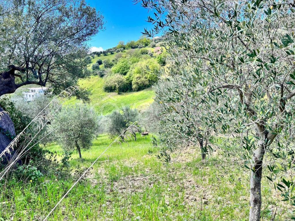 immagine annuncio 7 di 12
