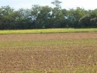 Terreno agricolo in affitto a policoro via silvio pellico