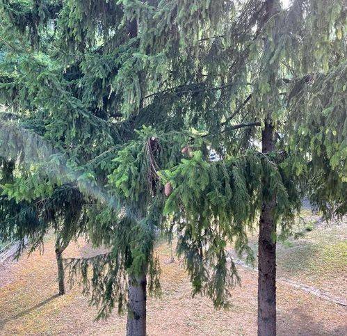 immagine annuncio 8 di 11