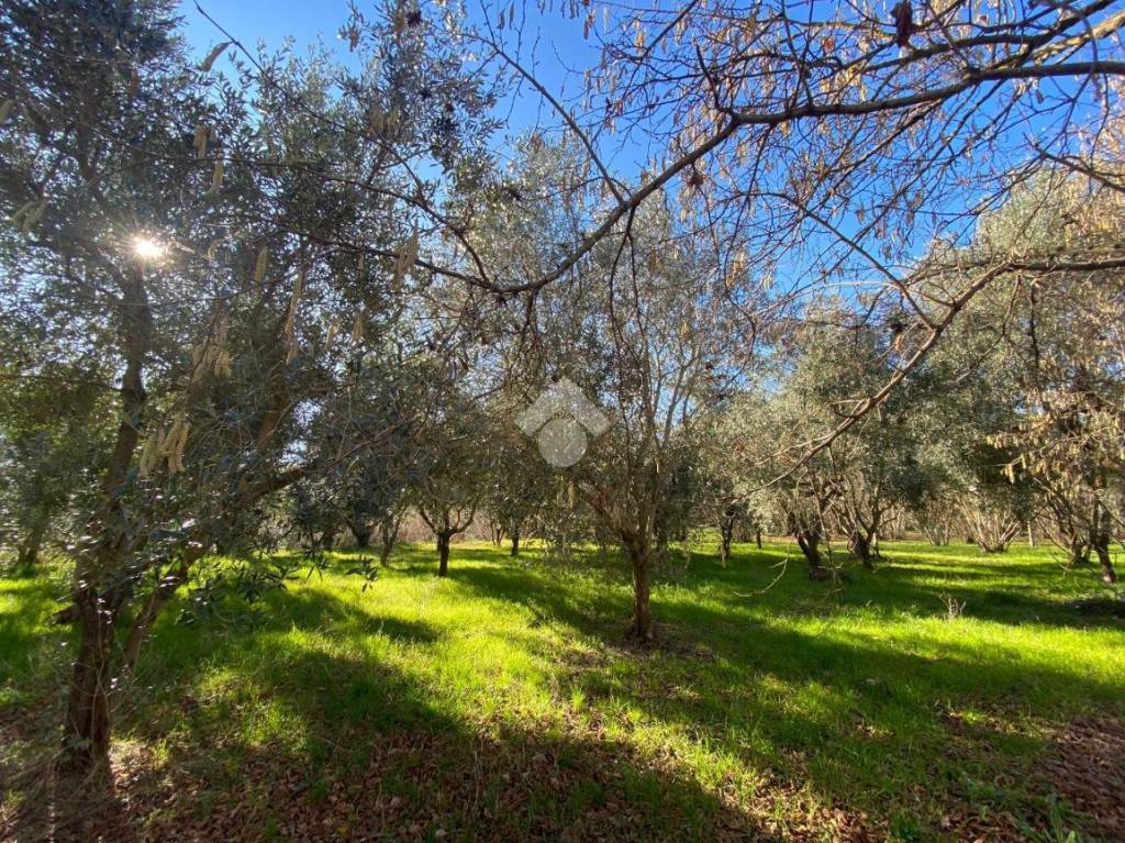 immagine annuncio 6 di 11