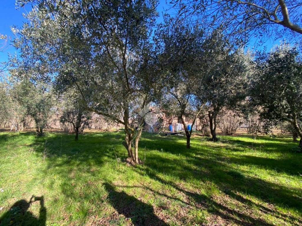 immagine annuncio 8 di 11