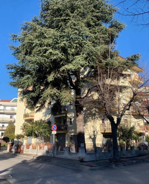 immagine annuncio 1 di 12