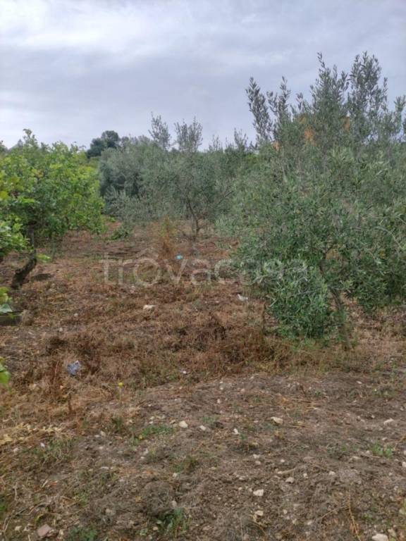 immagine annuncio 9 di 14