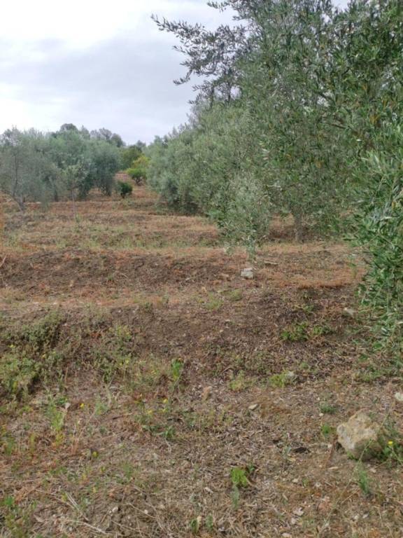immagine annuncio 12 di 14