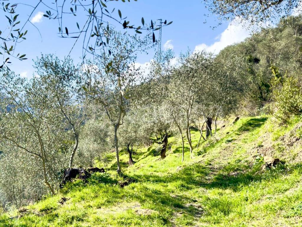 immagine annuncio 5 di 10