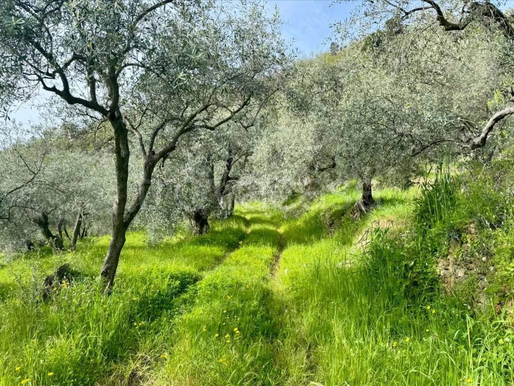 immagine annuncio 8 di 14