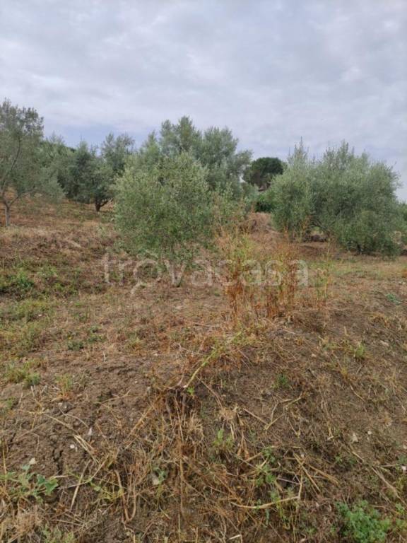 immagine annuncio 5 di 14