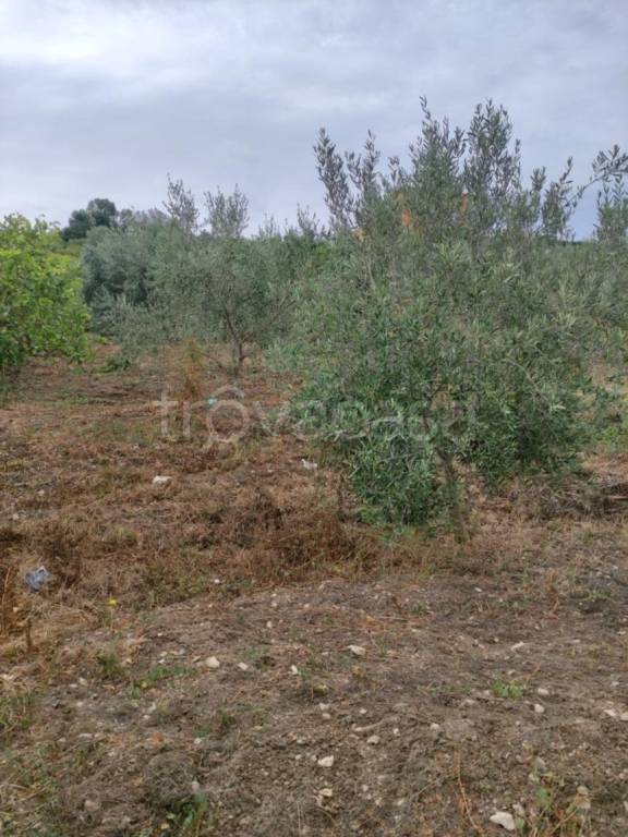 immagine annuncio 8 di 14