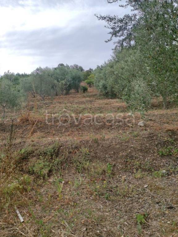 immagine annuncio 4 di 14