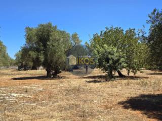 Terreno agricolo in vendita a monopoli contrada conchia