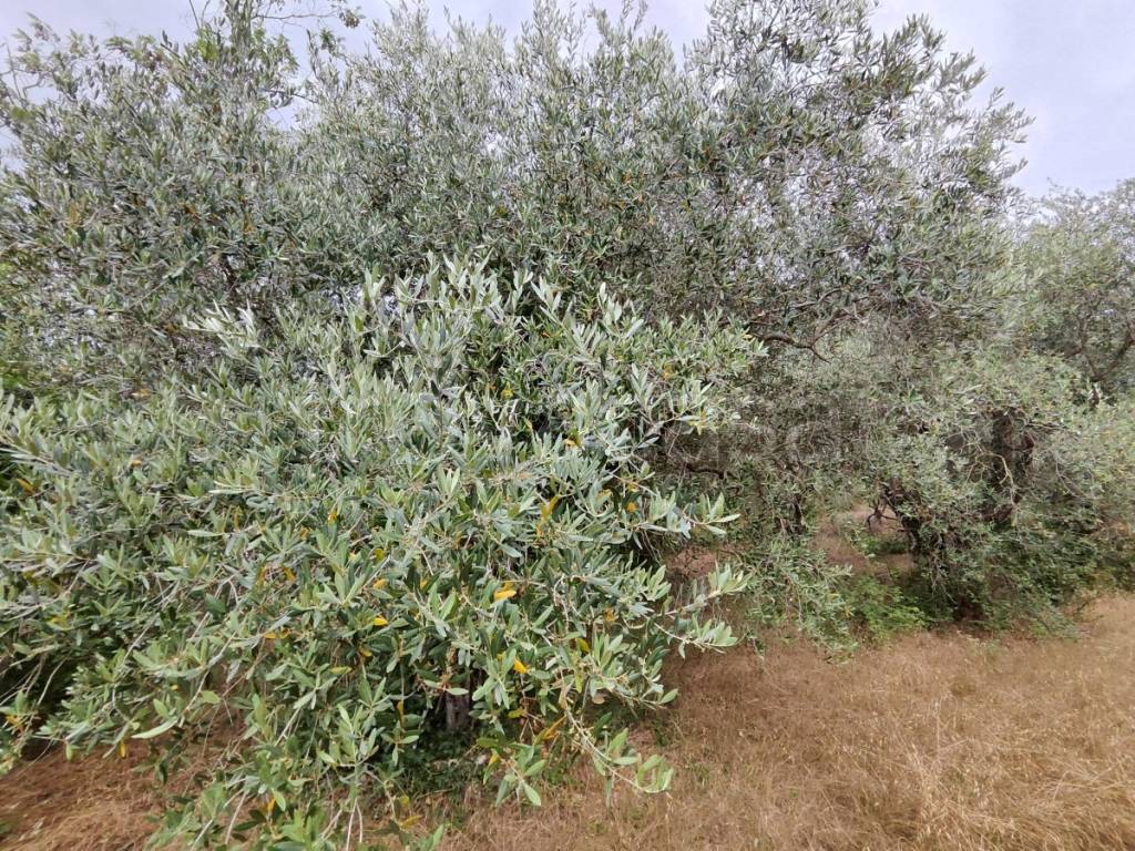immagine annuncio 2 di 3