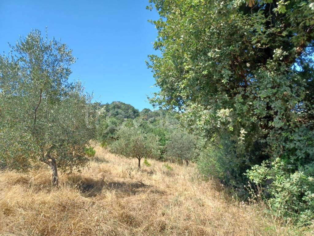 immagine annuncio 6 di 14