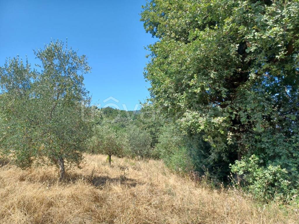 immagine annuncio 9 di 14
