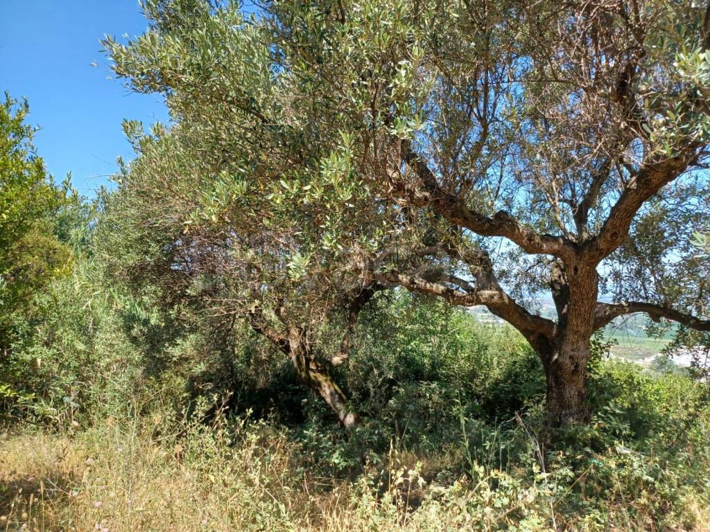 immagine annuncio 12 di 14