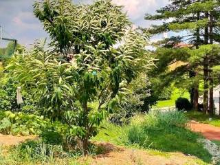 Terreno agricolo in vendita a nibionno via dottor angelo carpani