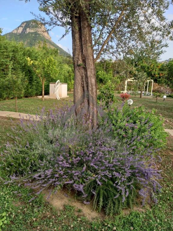 immagine annuncio 10 di 13