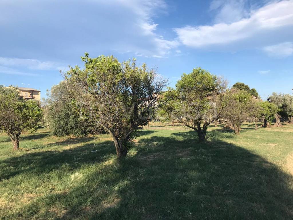 immagine annuncio 3 di 9