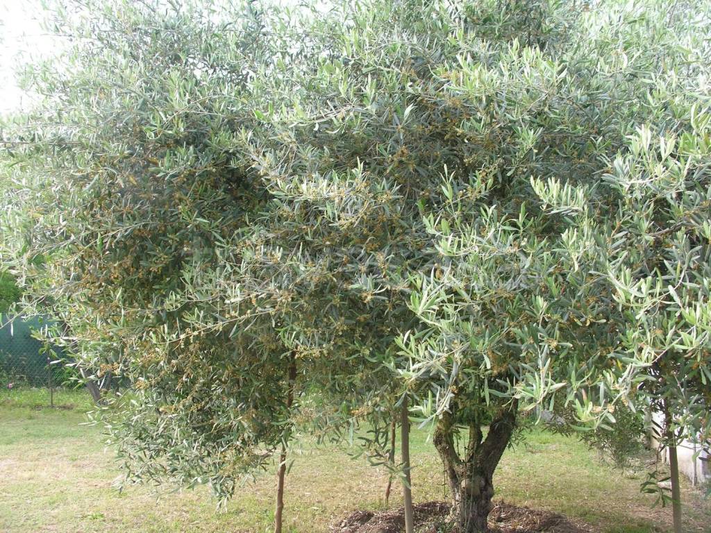 immagine annuncio 6 di 12