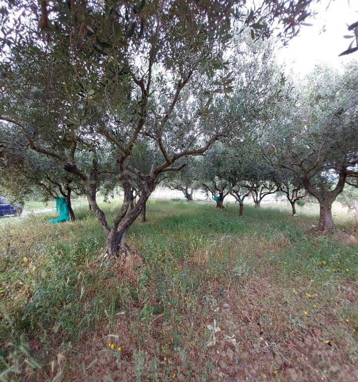 immagine annuncio 1 di 4