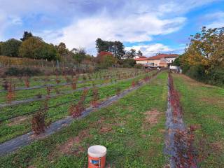 Terreno agricolo in vendita a moncrivello via lungocanale