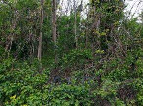 Terreno agricolo all'asta a borghi via gorolo