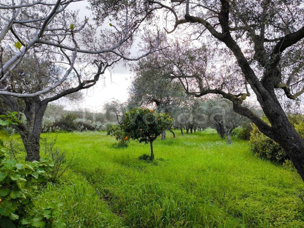 immagine annuncio 7 di 9
