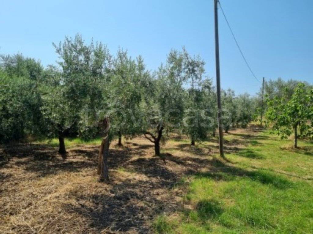 immagine annuncio 7 di 12