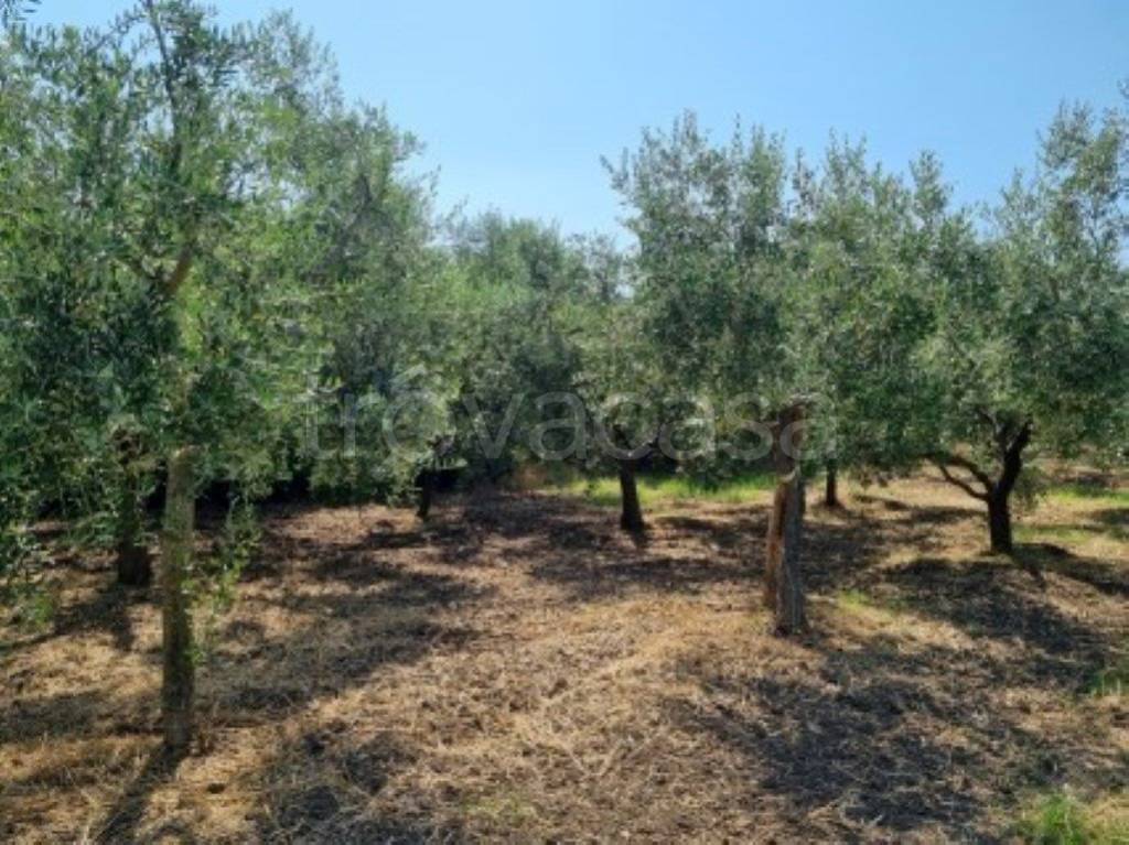 immagine annuncio 8 di 12