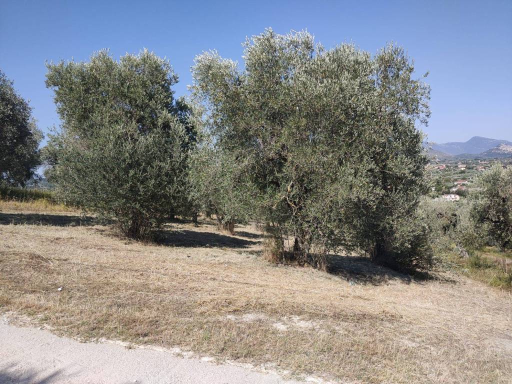 immagine annuncio 2 di 14
