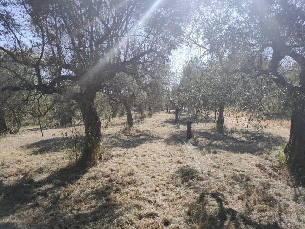 immagine annuncio 8 di 14