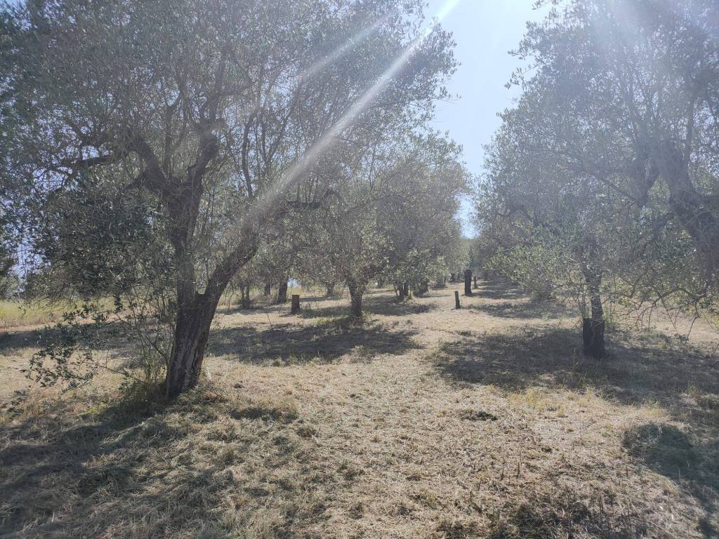 immagine annuncio 11 di 14