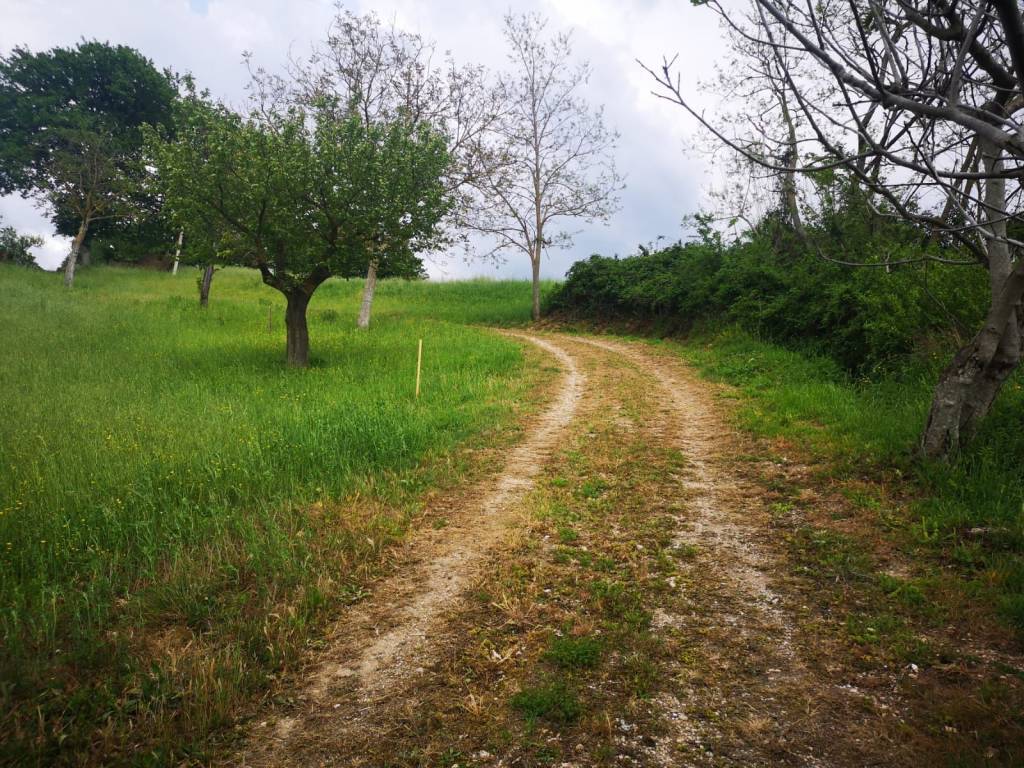 immagine annuncio 4 di 8