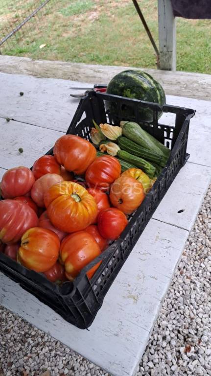 immagine annuncio 3 di 7