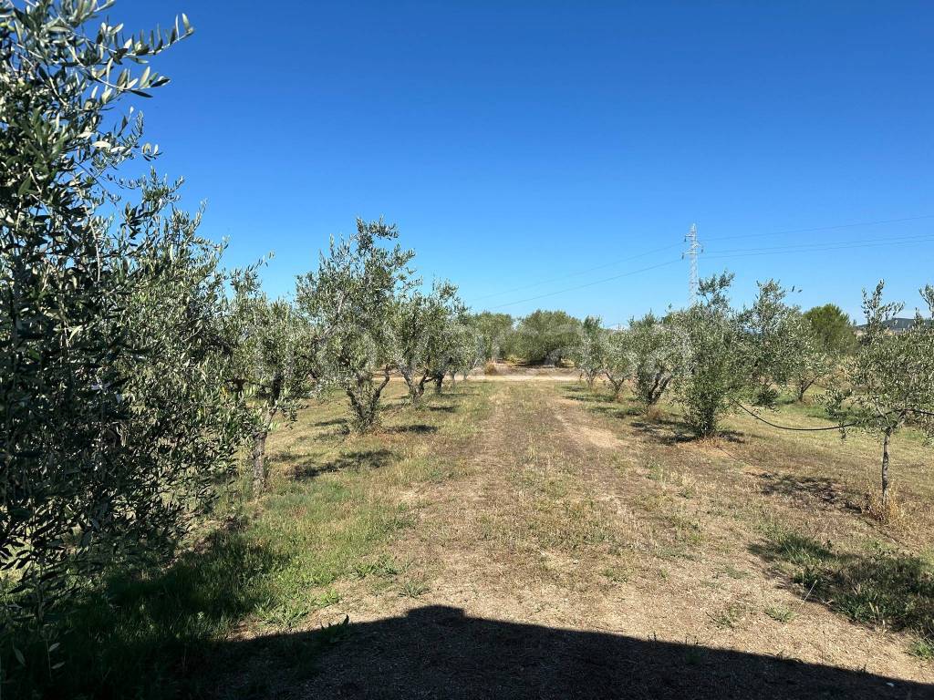 immagine annuncio 7 di 12
