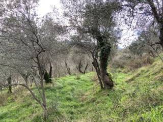 Terreno agricolo in vendita a castelnuovo magra via molino del piano s.n.c.