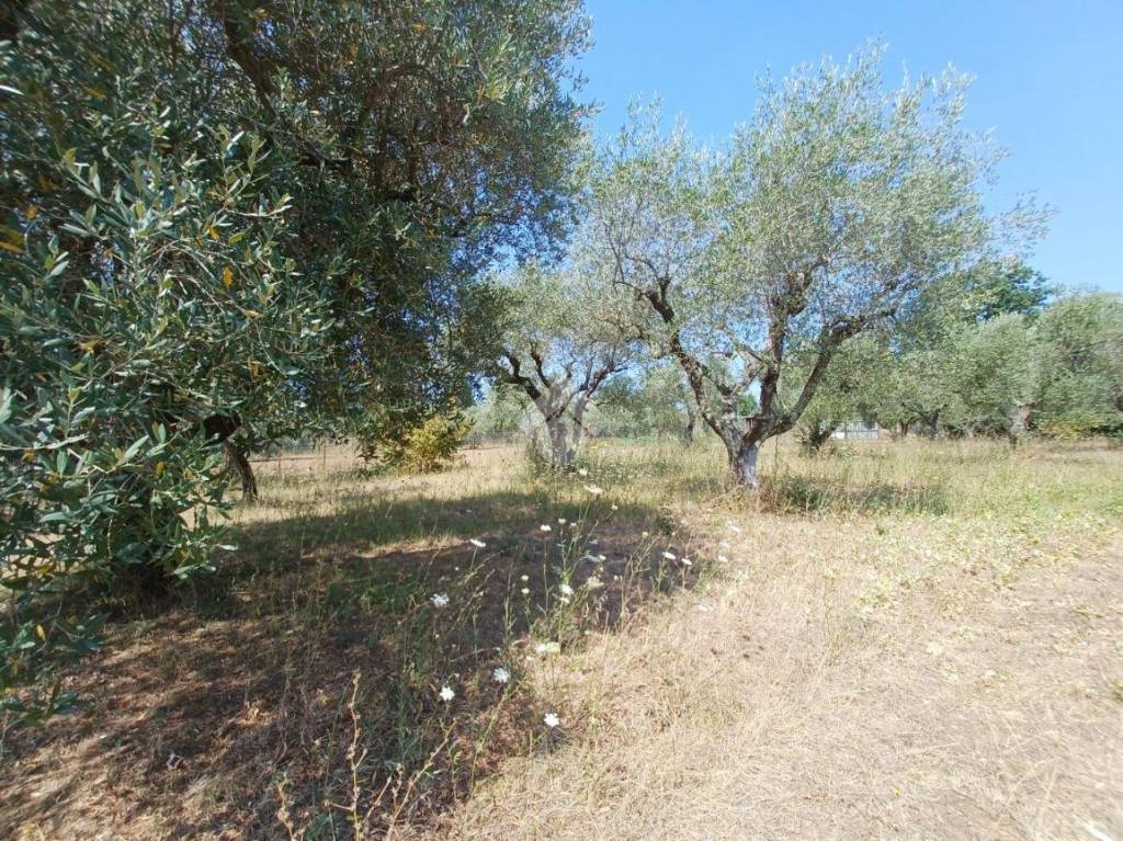immagine annuncio 2 di 4