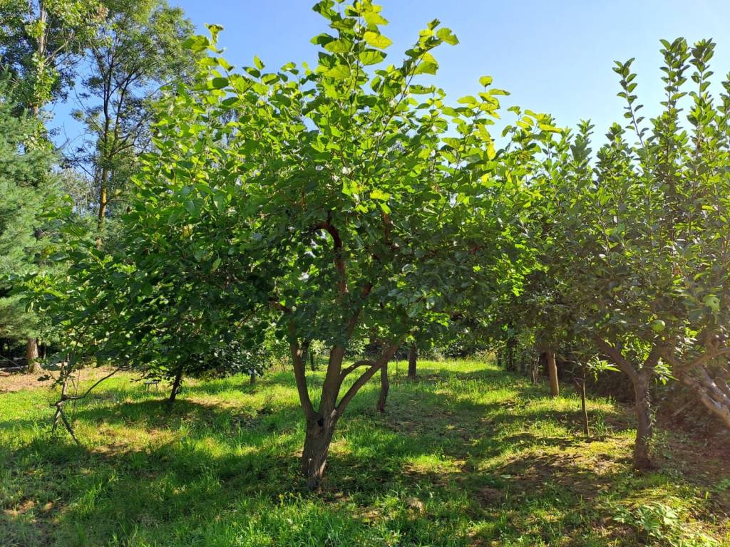 immagine annuncio 2 di 9