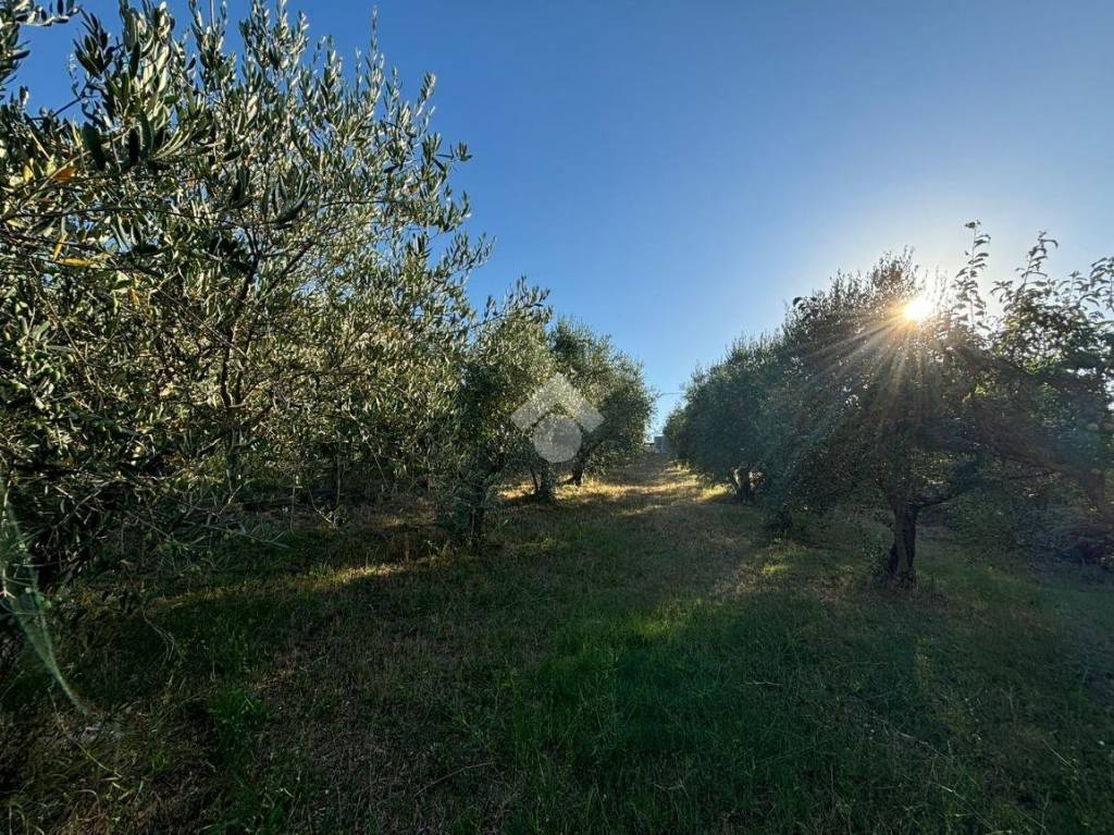 immagine annuncio 11 di 14