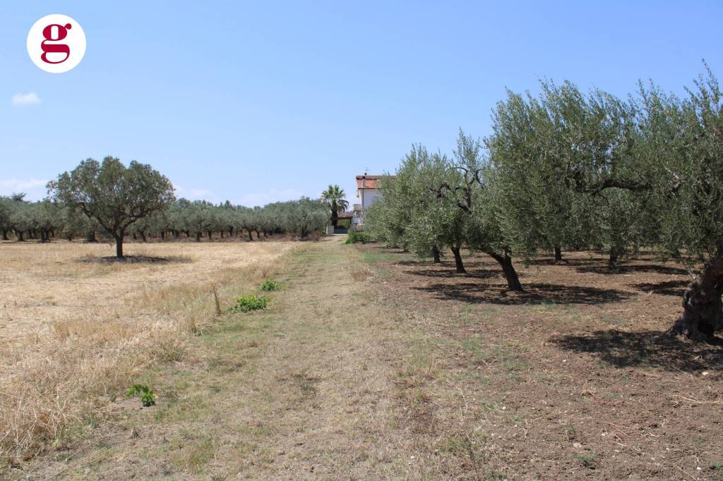 immagine annuncio 2 di 9
