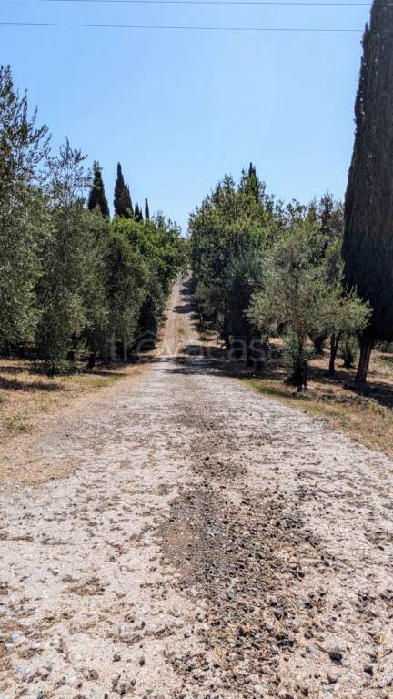 immagine annuncio 6 di 14