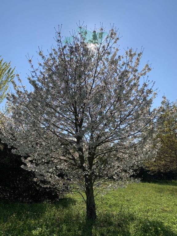 immagine annuncio 2 di 6