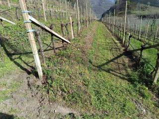 Terreno agricolo in vendita a caldaro sulla strada del vino via barleit