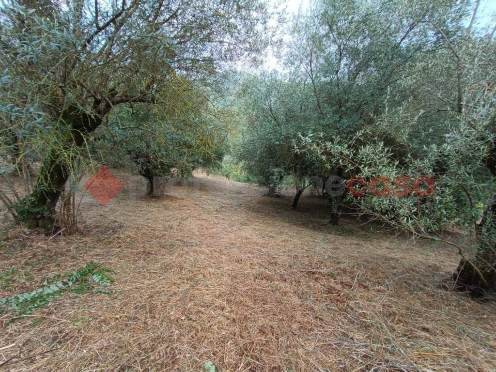 immagine annuncio 9 di 14