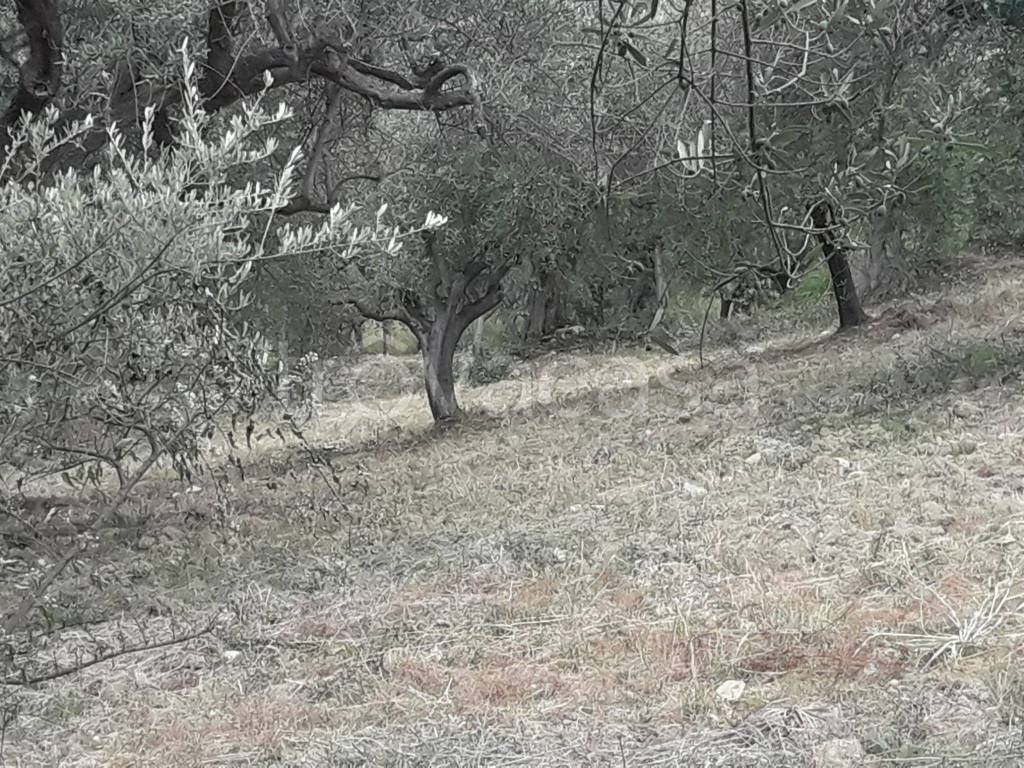 immagine annuncio 1 di 6