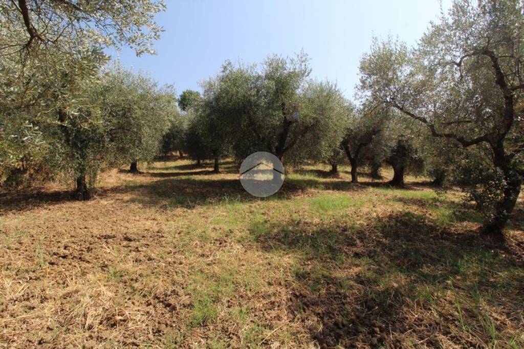 immagine annuncio 5 di 13