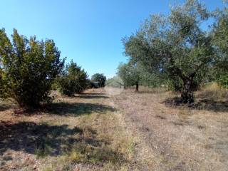 Terreno agricolo in vendita a castel sant'elia località giardino