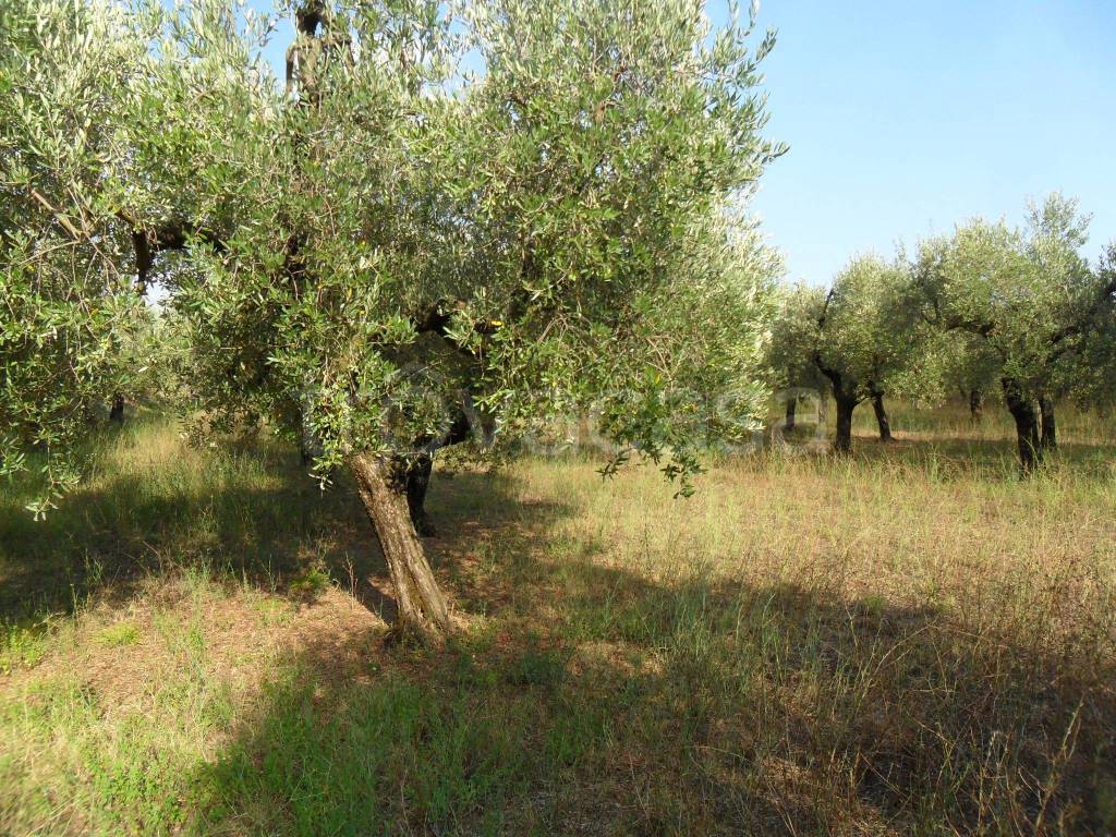 immagine annuncio 8 di 11