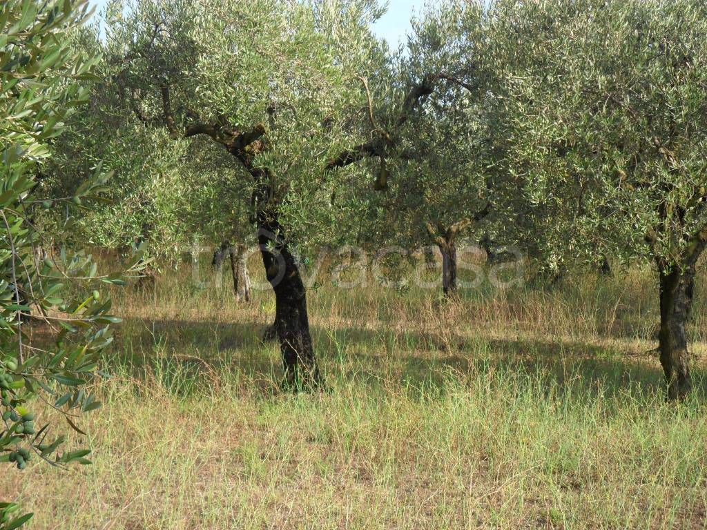 immagine annuncio 9 di 11